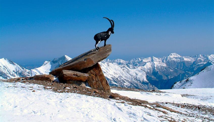 Lo stambecco, animale nobile e fiero Lo stambecco, animale nobile e fiero